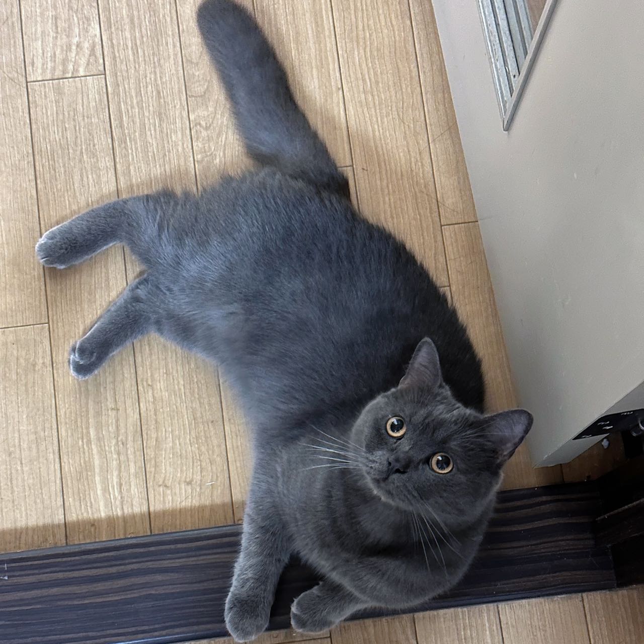 image of coco